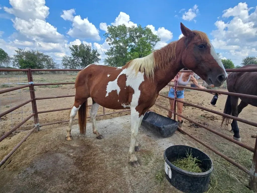 Disco at JD Farming Horse Rescue