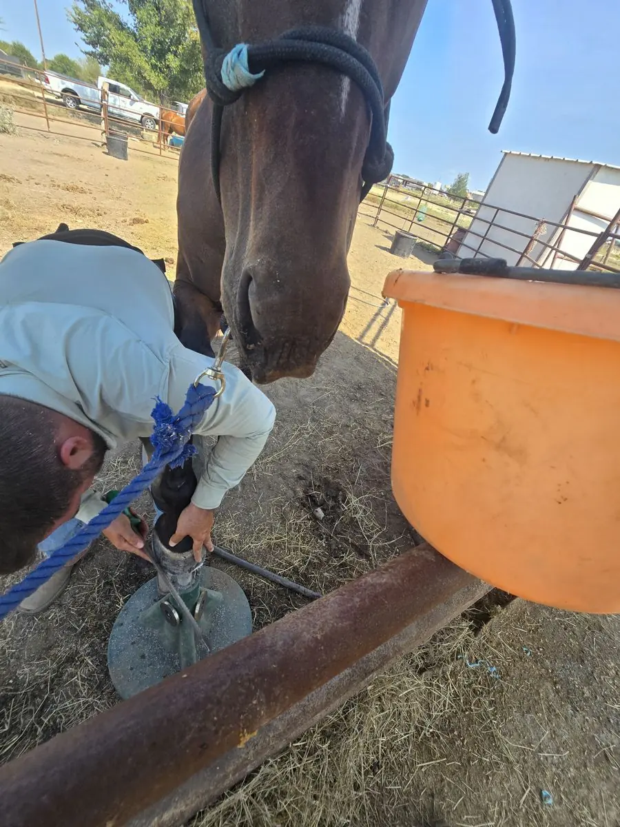 A horse beside a person at JDFHR