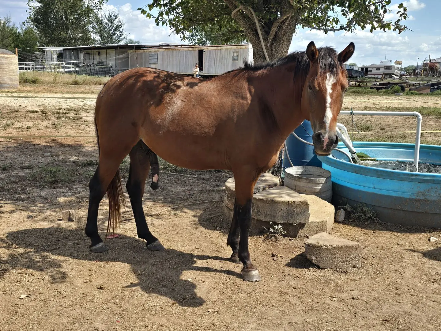 Bolt at JD Farming Horse Rescue