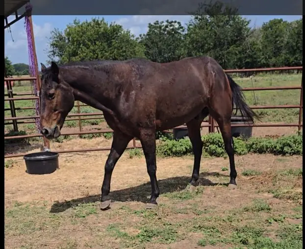 Jack at JD Farming Horse Rescue