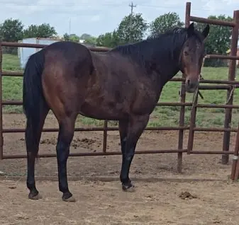 Jack at JD Farming Horse Rescue