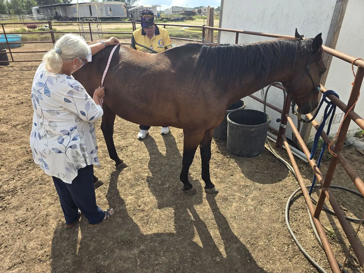 Jack at JD Farming Horse Rescue