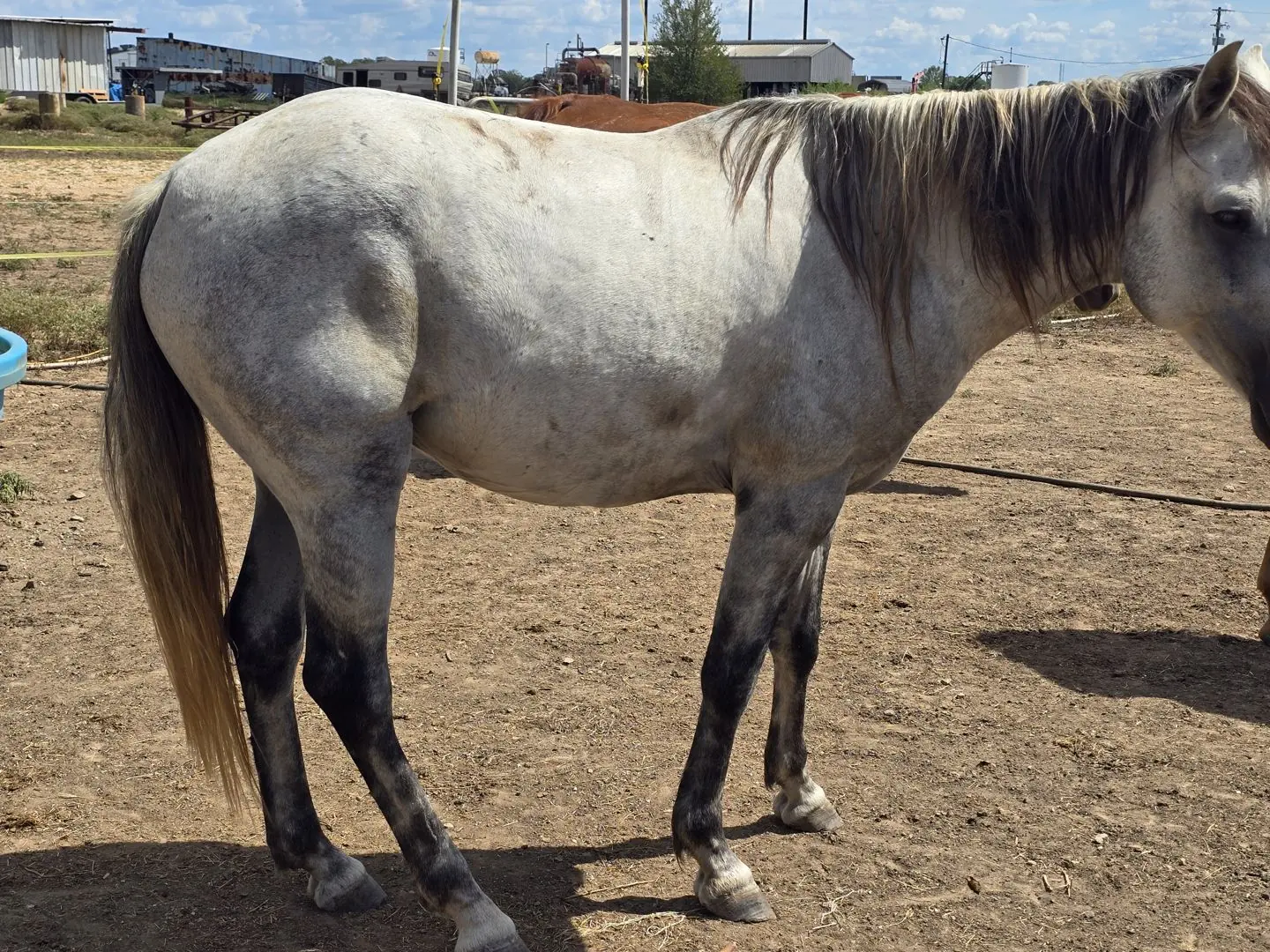 Montana at JD Farming Horse Rescue