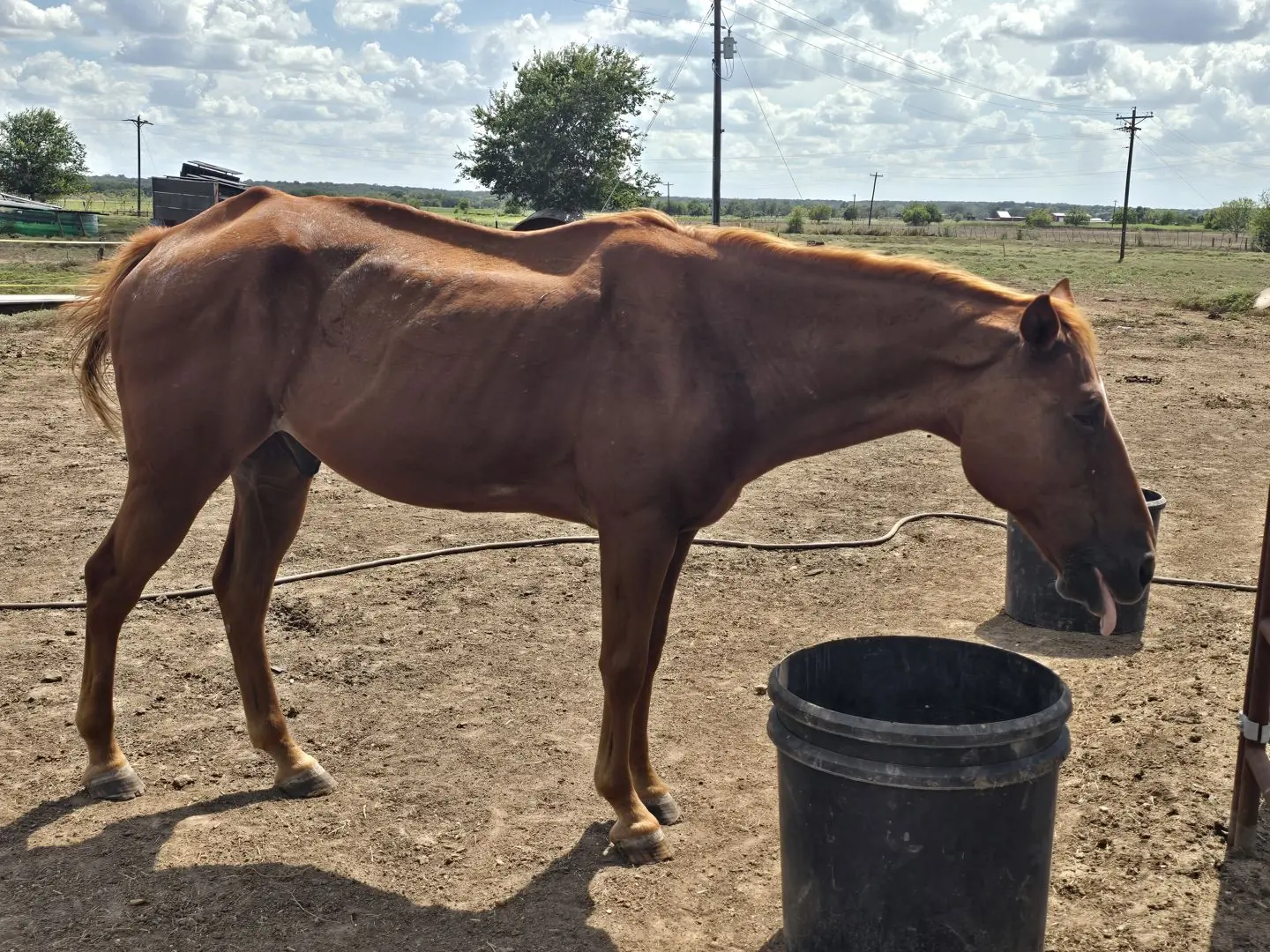 Ryder at JD Farming Horse Rescue