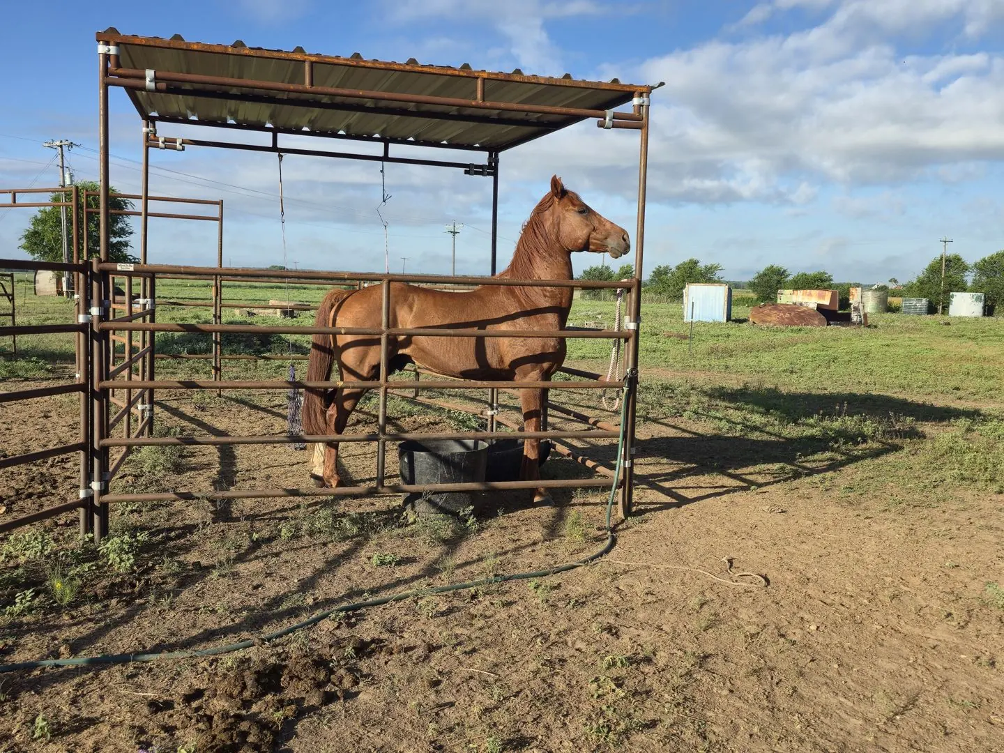 Speedy at JD Farming Horse Rescue