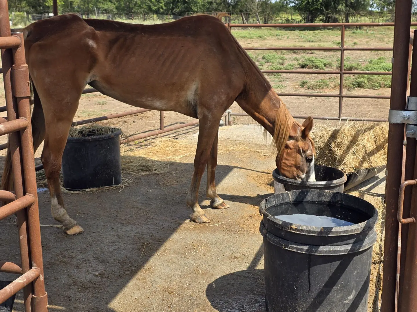 Phoenix eating from a feed tub at JDFHR