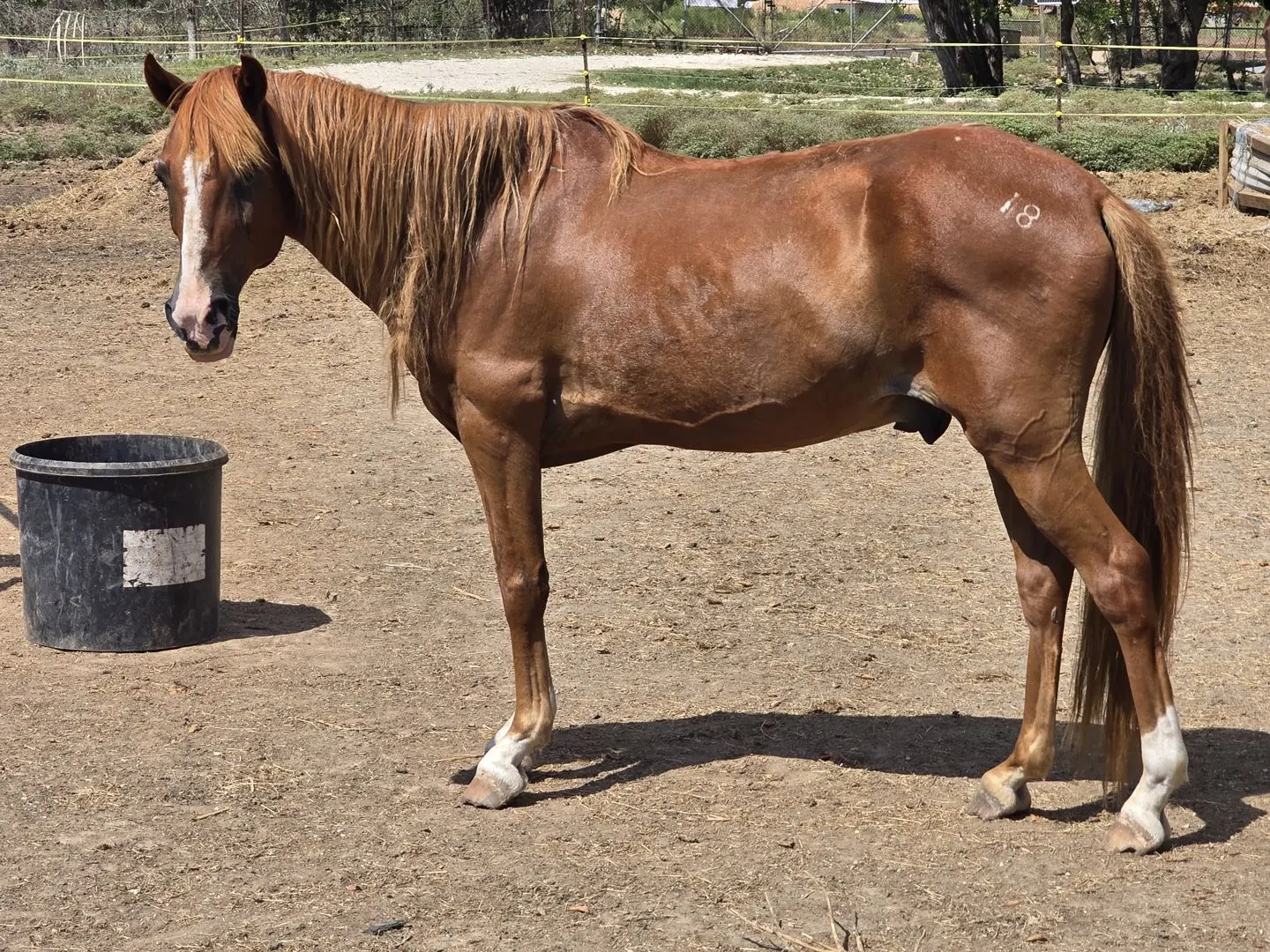 Tango at JD Farming Horse Rescue