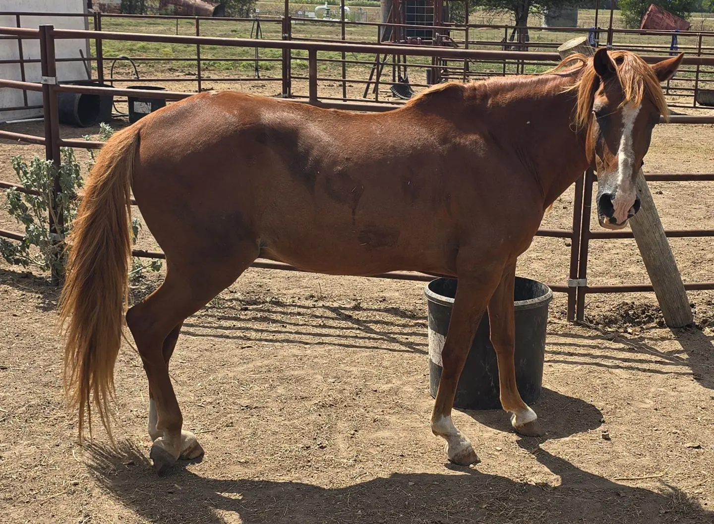 Tango at JD Farming Horse Rescue