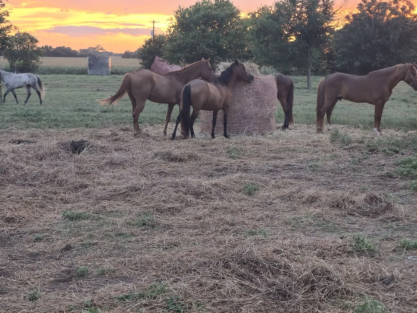 Horses eating hay at JD Farming Horse Rescue