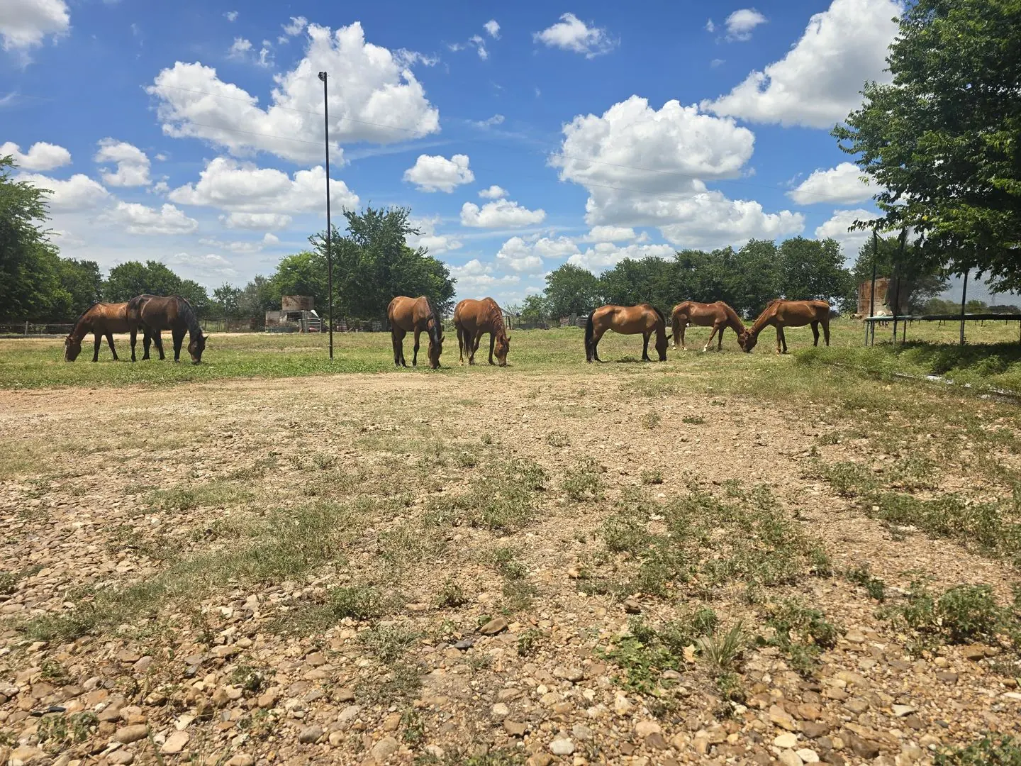 Horses standing in the pasture at JD Farming Horse Rescue