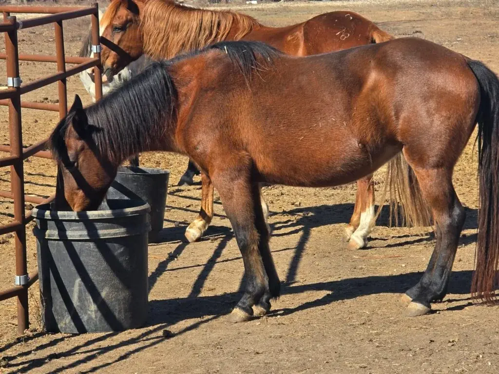 Sunflower at JD Farming Horse Rescue