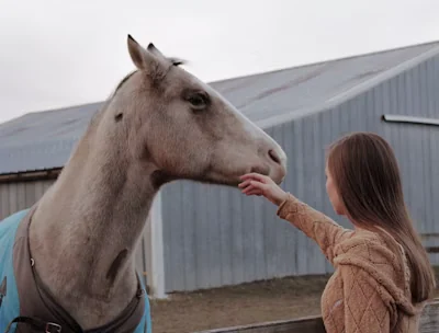 Person caring for a white horse in a barn
