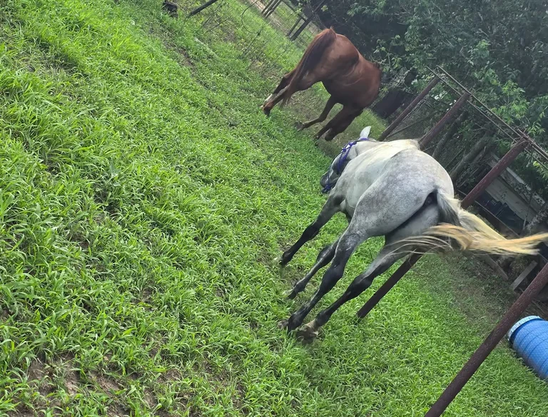 A white horse and a bay horse in a grassy pasture