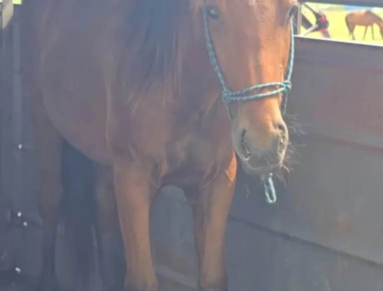 Young horse in a trailer wearing a halter