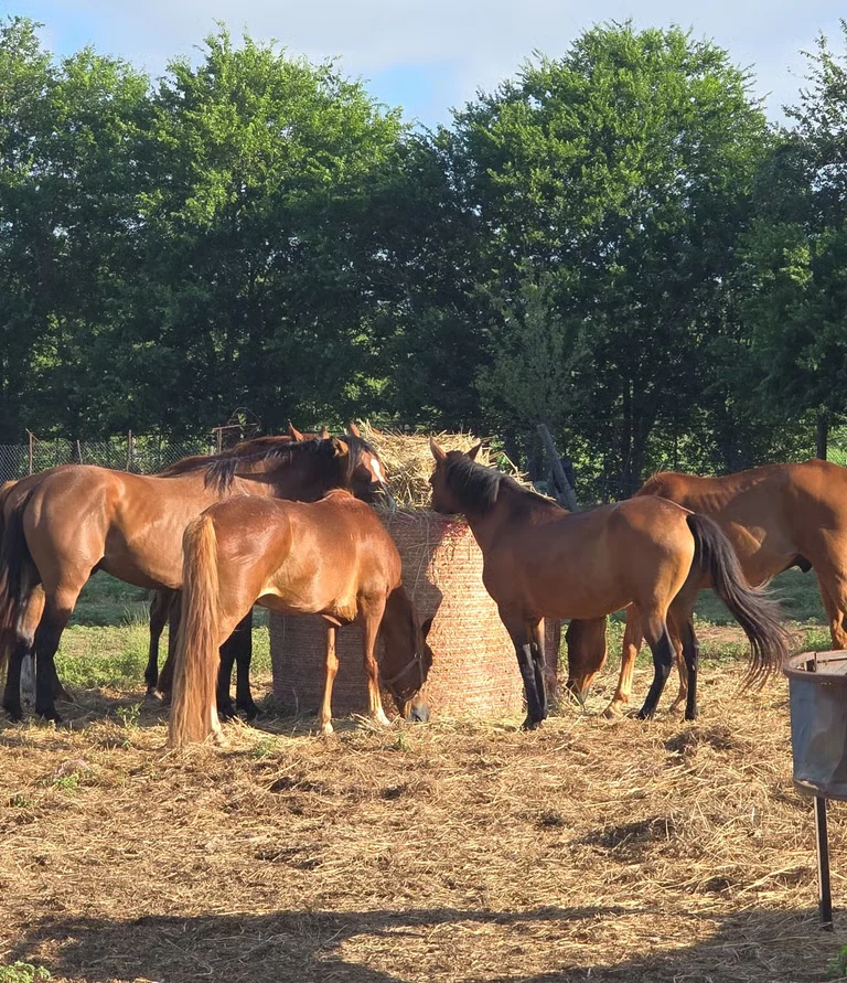 Horses eating a round bale of hay at JDFHR