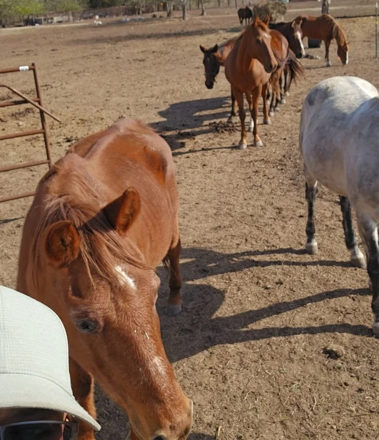 A man in a hat and sunglasses beside horses at JDFHR