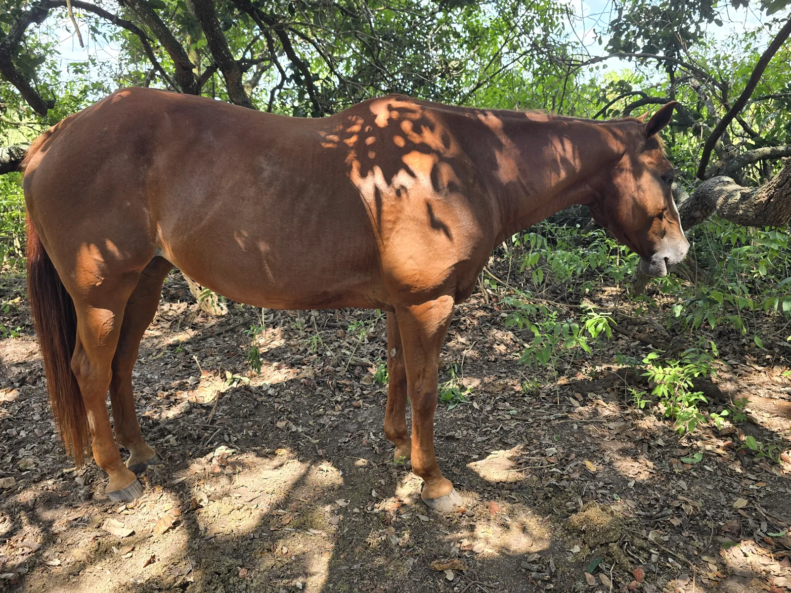 Star — a blind horse in JDFHR’s care.